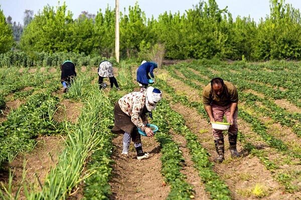 نجات کشاورزی اصفهان با عبور از نگاه سنتی 