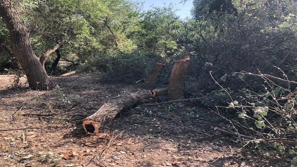  اصفهان بی بیشه می‌شود » اصفهانیا