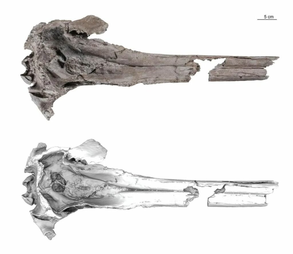 کشف فسیل یک دلفین باستانی غول‌پیکر در جنگل‌های آمازون + عکس