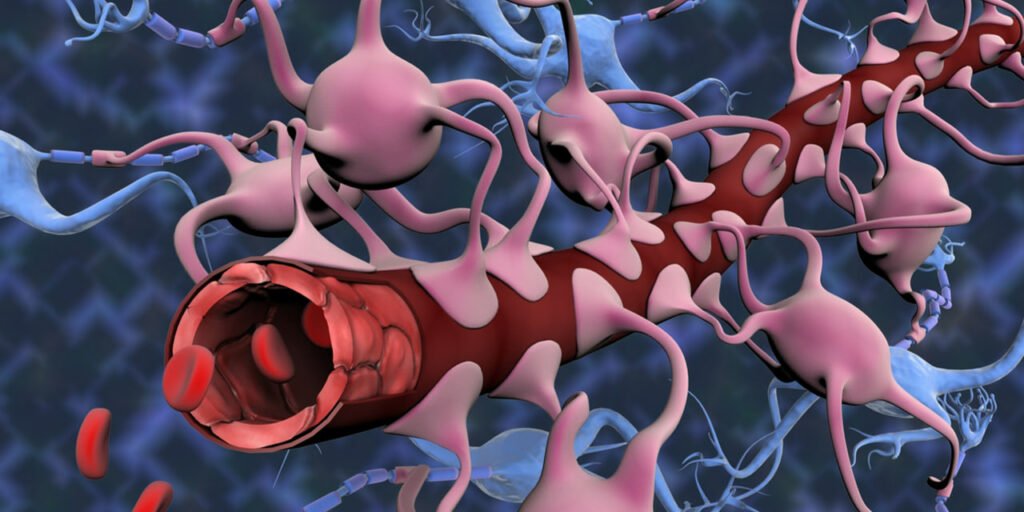 محققان برای اولین‌بار مدل مینیاتوری مغز را با سد خونی خاص آن رشد دادند