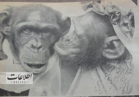 مراسم ازدواج ۲ میمون در باغ وحش تهران! + عکس_اصفهانیا