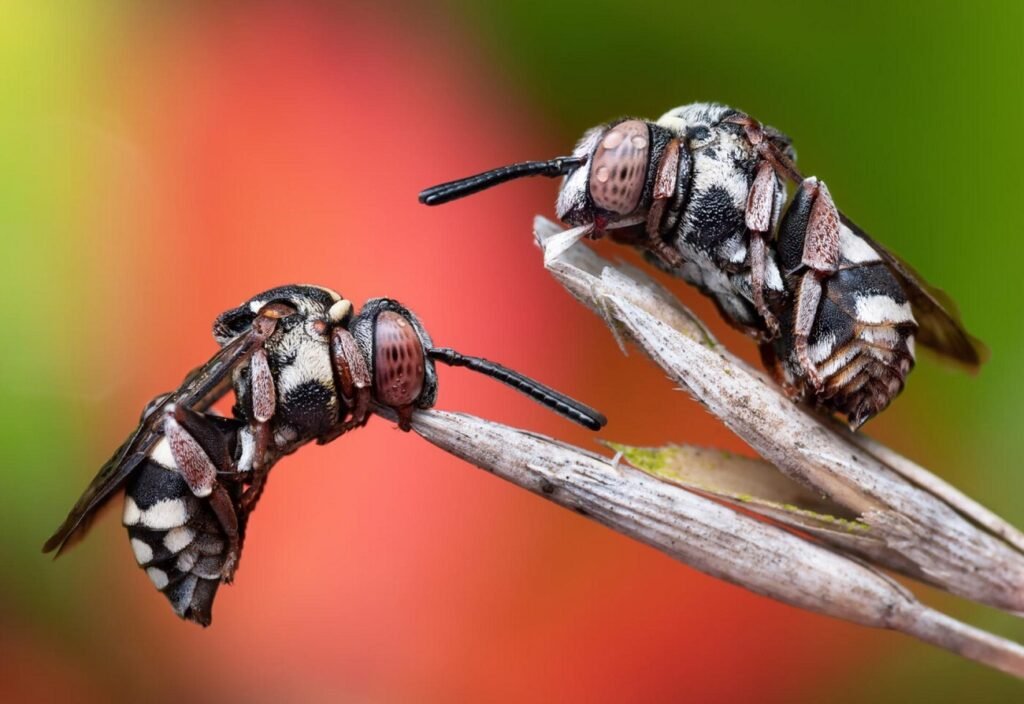 برندگان مسابقه عکاسی حشرات 2024 مشخص شدند