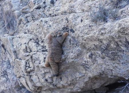 تصویر بامزه از گربه‌ پالاس در بجنورد که پربازدید شد