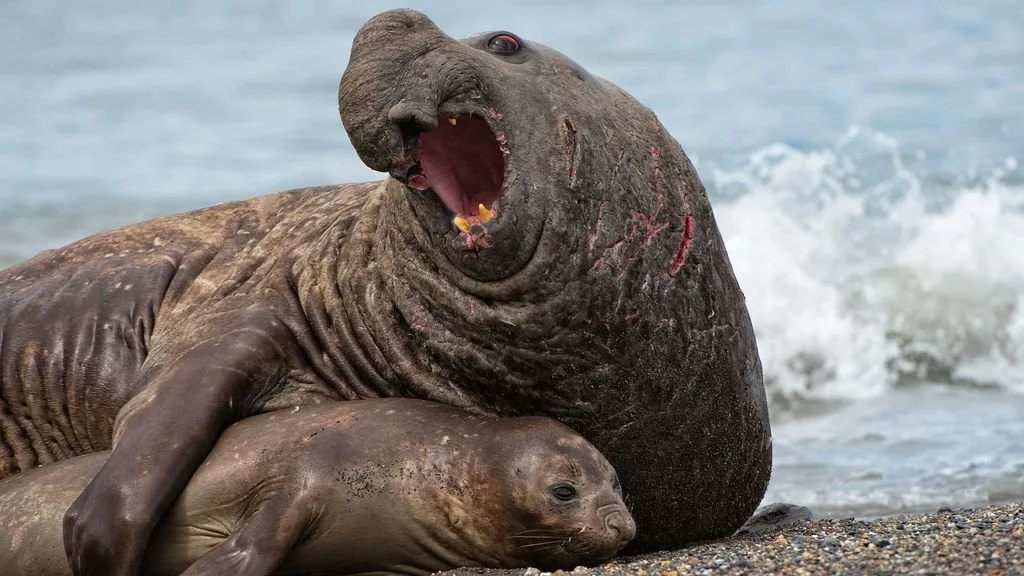 در پستانداران با مغز پیچیده، اندازه جثه برای جفت‌گیری مهم نیست_اصفهانیا