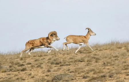 قوچ و میش اوریال قشنگ و باشکوه در پارک ملی گلستان_اصفهانیا