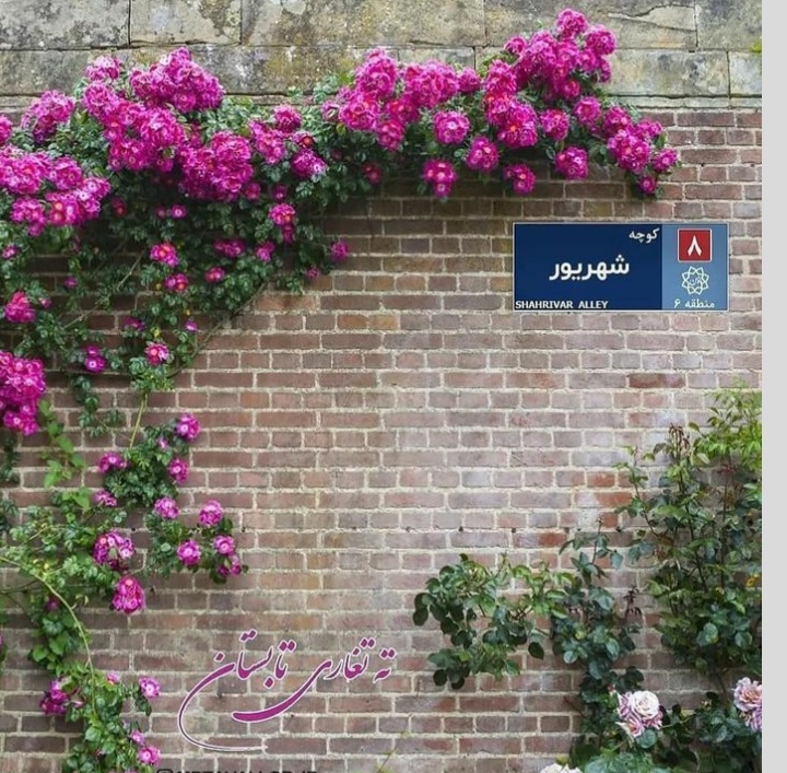 shahrivars profile (26)