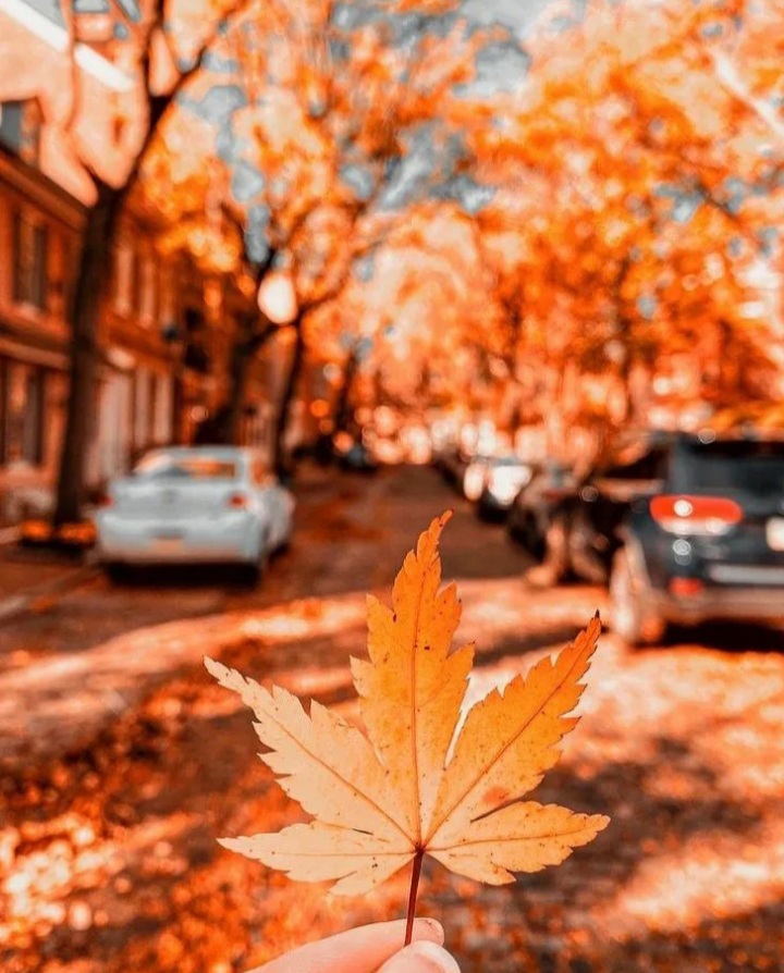 مجموعه ۴۳ عکس پروفایل پاییزی جدید برای شبکههای اجتماعی و پسزمینه منتشر شد 11 عکس پروفایل پاییزی جدید (10)