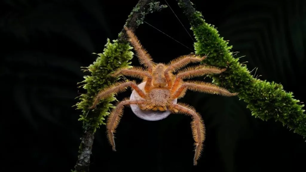 تصاویر برتر مسابقه عکاسی حیات‌وحش 2024