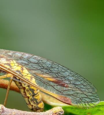 عکس‌های شگفت انگیز از مانتیس + عکس