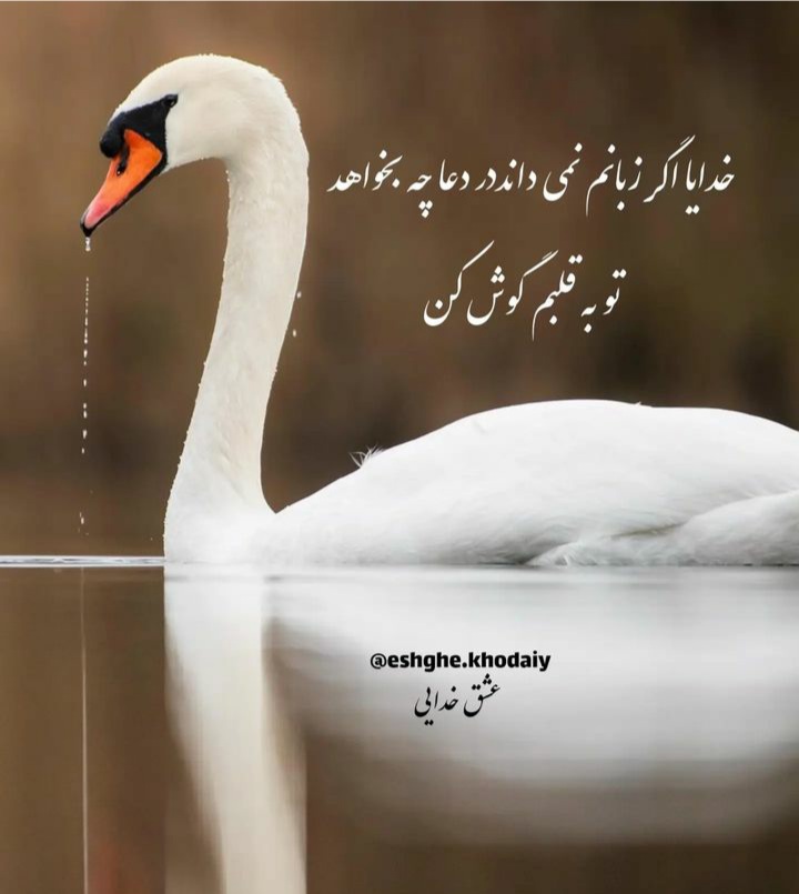 مجموعه ۶۰ عکس پروفایل و استوری با نام خدا برای اشتراکگذاری در شبکههای اجتماعی 27 God_s profile (36)
