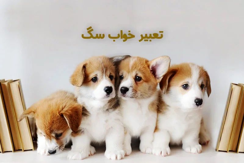 تعبیر خواب سگ ابن سیرین و امام صادق