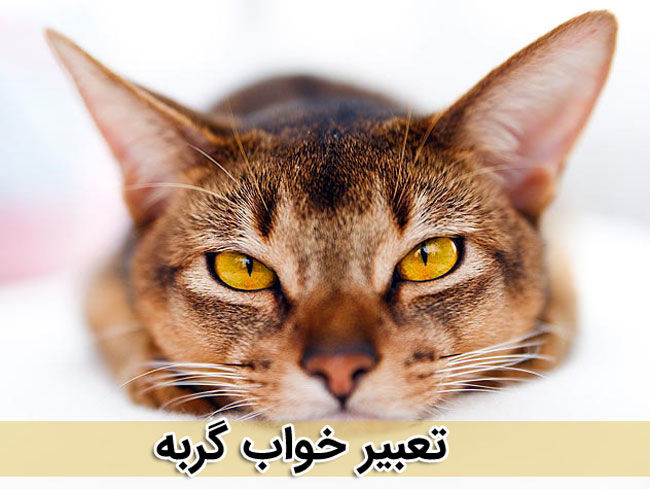 تعبیر خواب گربه از حضرت یوسف