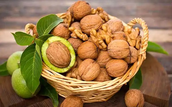 تعبیر خواب گردو امام صادق