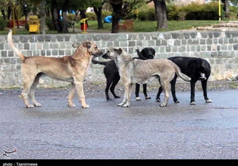 حیوانات شهرمان ترسناک نیستند