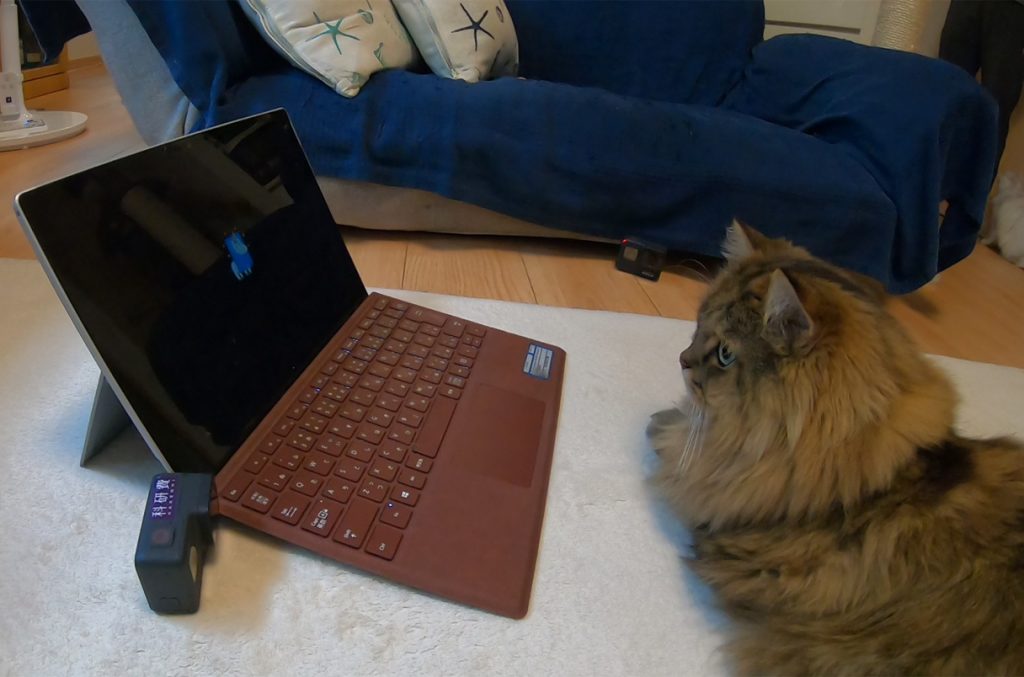 گربه‌ها توانستند در بازی تداعی واژه‌ها نوزادان انسان‌ها را ناکامی دهند_اصفهانیا