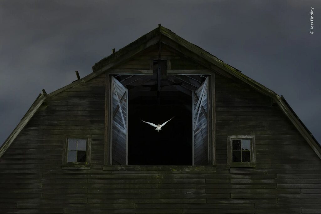 مسابقه عکاسی حیات‌وحش 2024