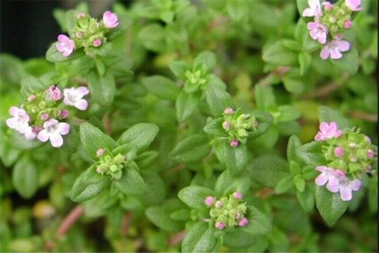 thyme (2)