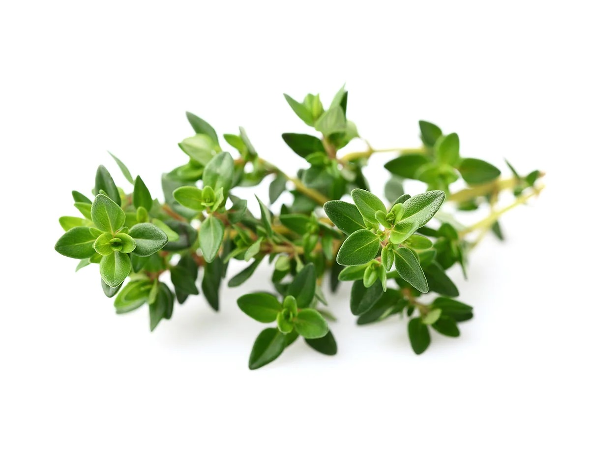 thyme (1)