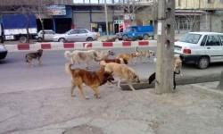 ۹۰ مصدوم گاز گرفته شده توسط سگ به جستوجو تعیین خسارت