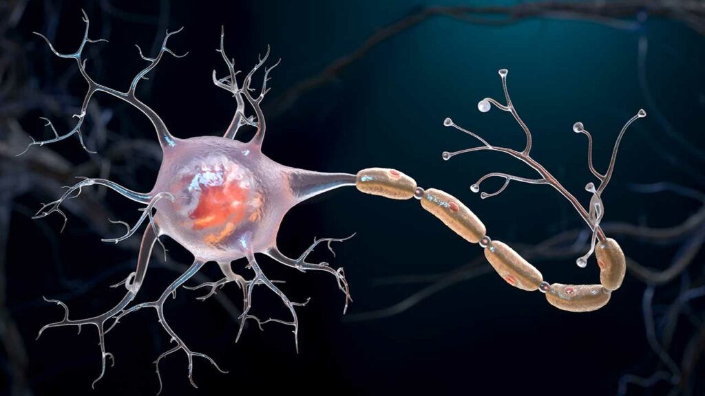 محققان با پرورش سلول‌های مغز در فضا، بیماری‌های عصبی را درمان می‌کنند_اصفهانیا