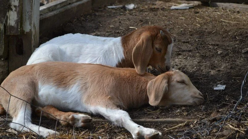  هوش مصنوعی می‌تواند درد بزها را فقط با تحلیل حالات چهره تشخیص دهد_اصفهانیا
