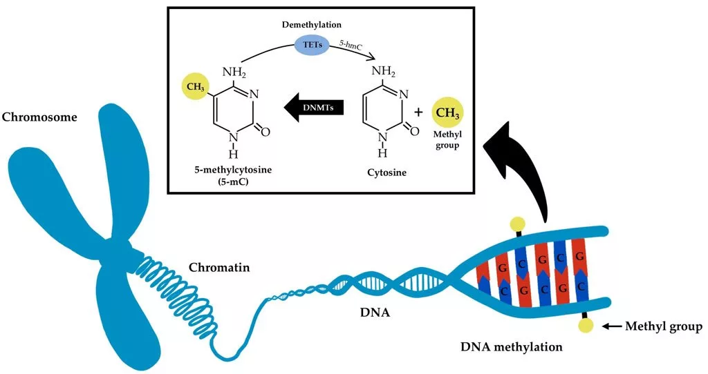 پژوهش‌ها نشان‌می‌دهد جنگ می‌تواند روی کارکرد DNA کودکان تأثیر بگذارد_اصفهانیا