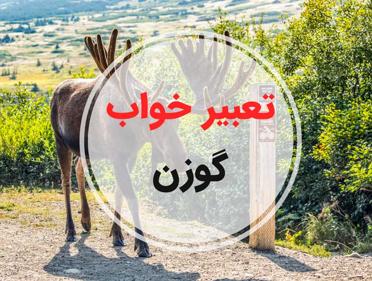 آشنایی با تعبیر خواب آهو و گوزن 4 moose-dream-meaning-pamuh.com_