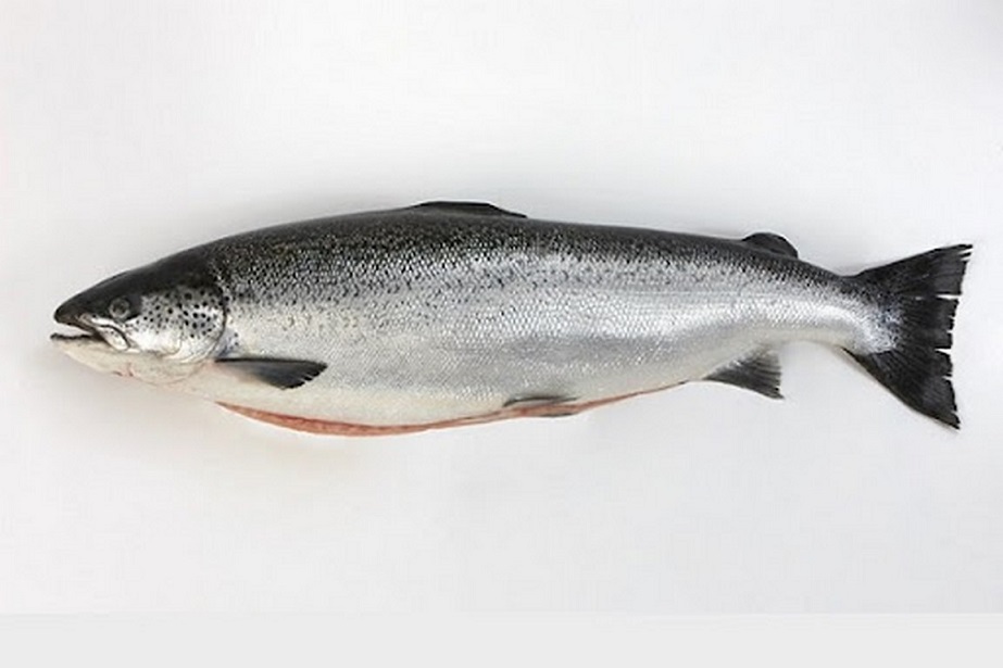 ماهی قزل آلا (1)