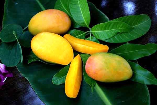 تعبیر خواب انبه برای زن متاهل
