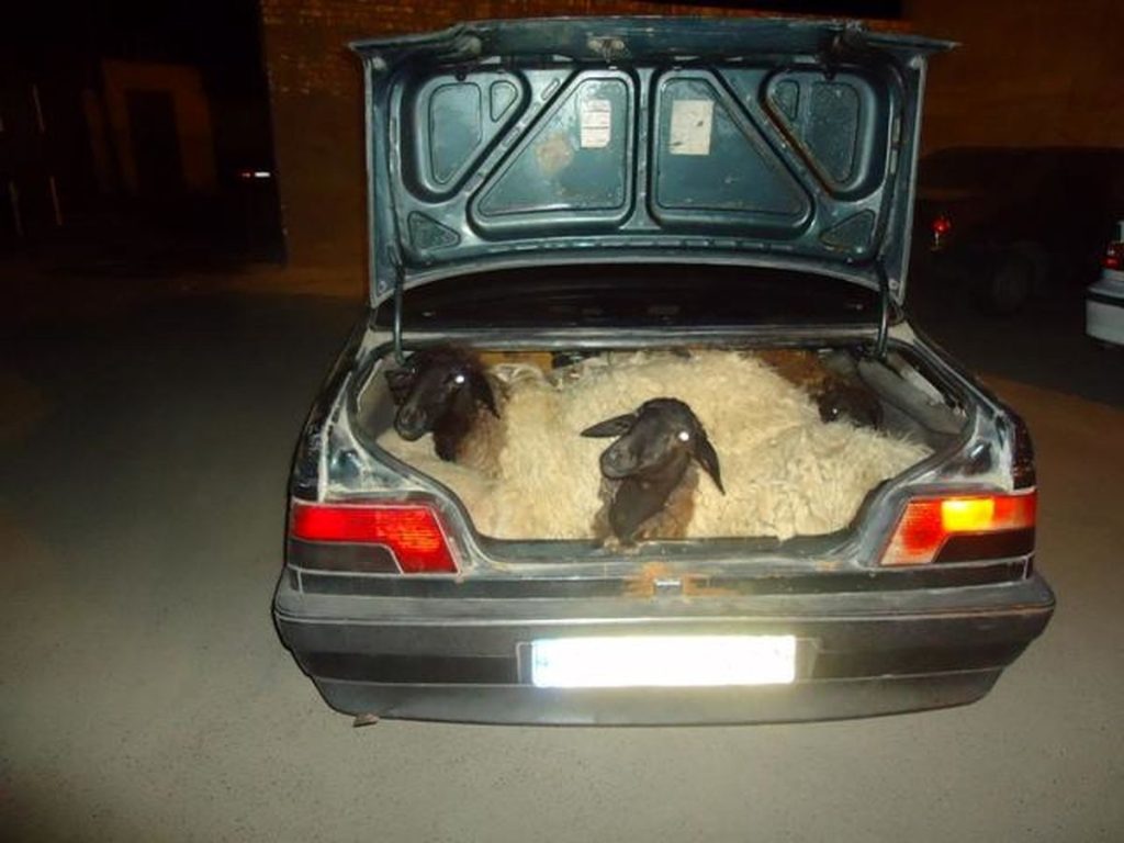 سارقان احشام خمینی شهر به دام پلیس افتادند