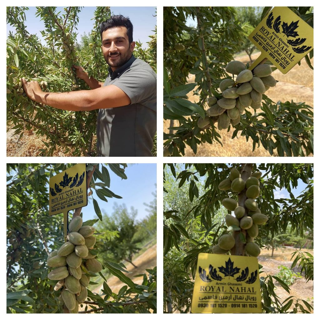 بهترین نهال ها، ثروتی نهان برای آینده