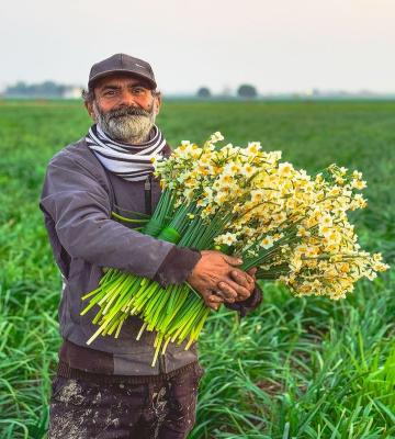 تصویری قشنگ از یک پدر زحمت‌کش در حال برداشت گل نرگس_اصفهانیا