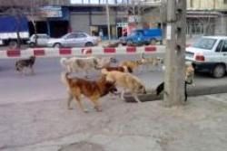 معاینه ۱۰۵ مورد گازگرفتگی توسط سگ در اصفهان طی ۹ ماه