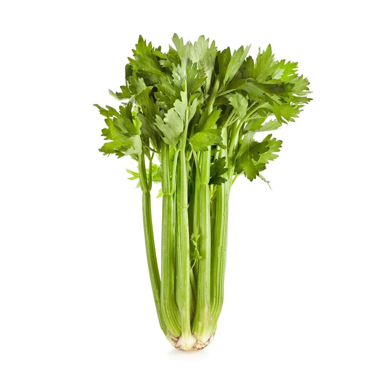 آب کرفس برای چه افرادی زیان اور است؟ 3 celery