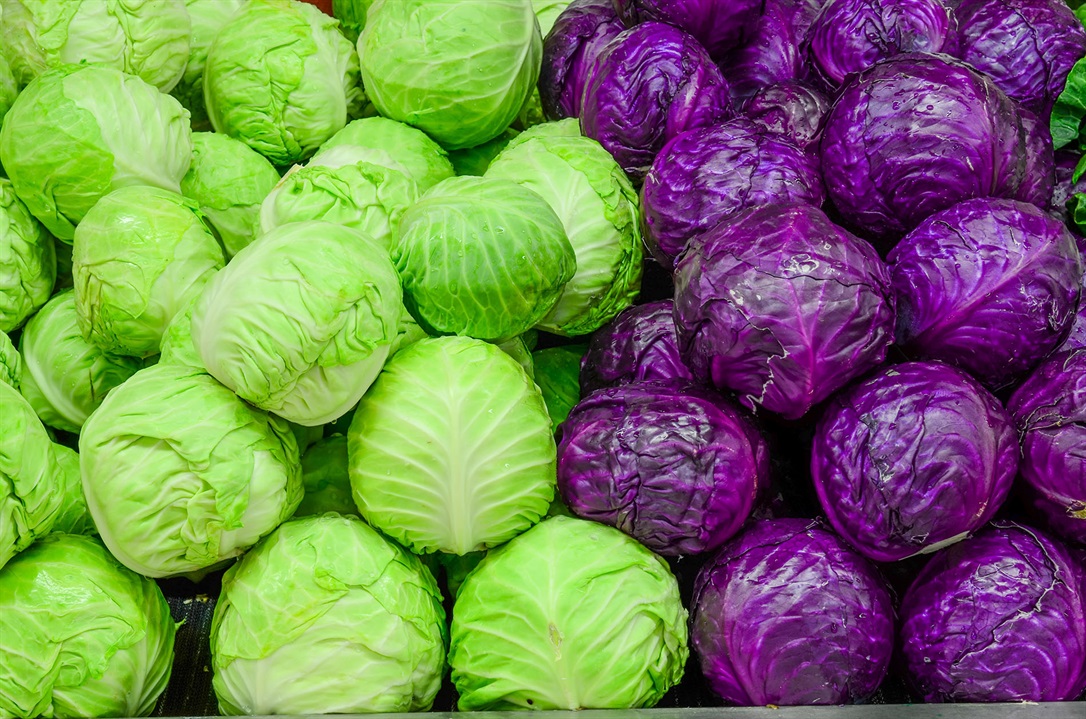 14خواص بسیار کلم ؛ چه افرادی نباید کلم بخورند؟ 10 cabbage (1)