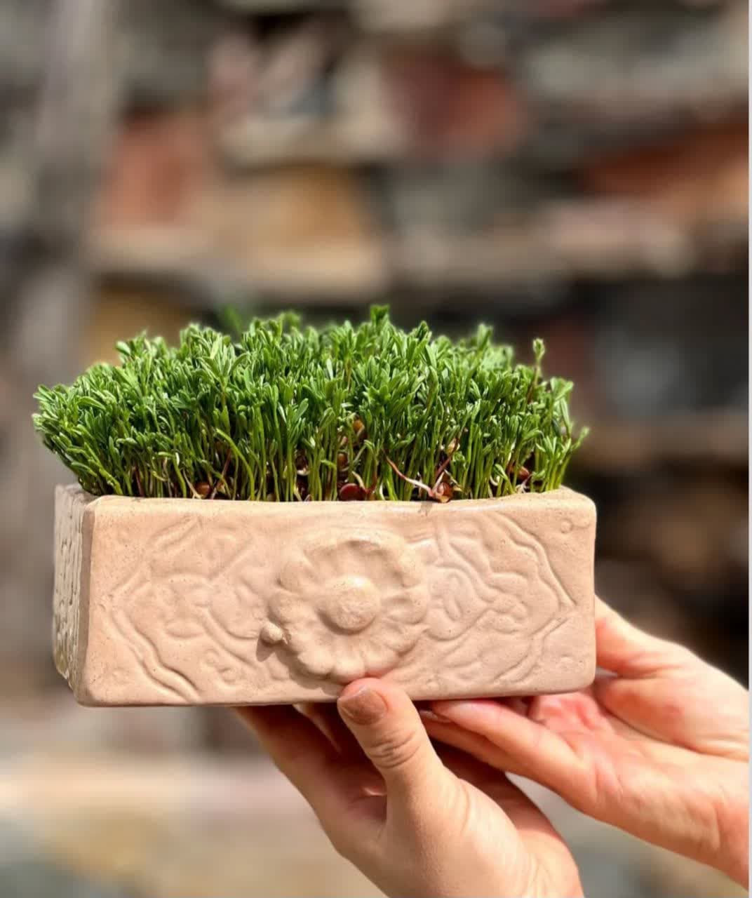 model sabzeh eid (4)