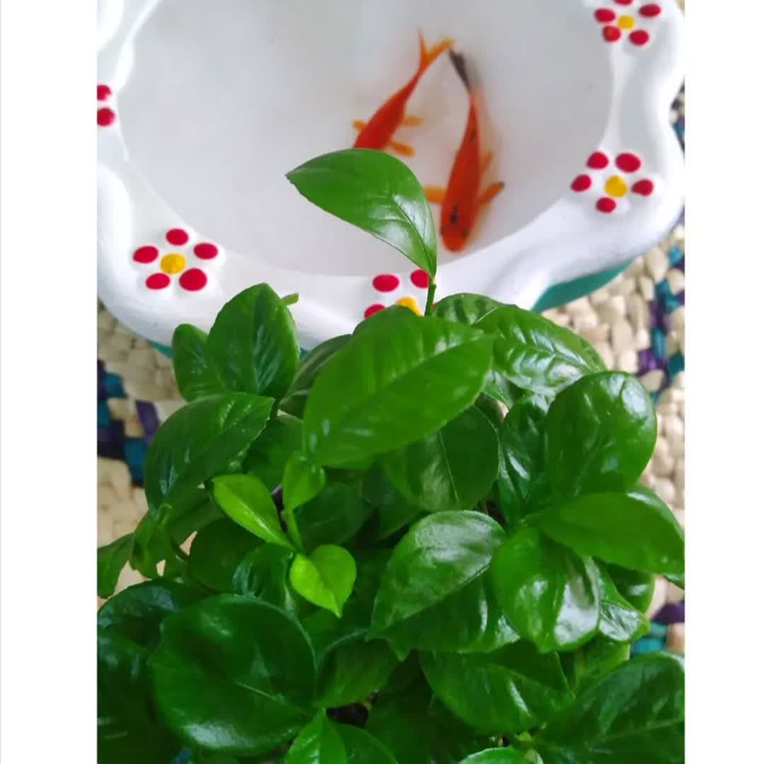 model sabzeh eid (9)