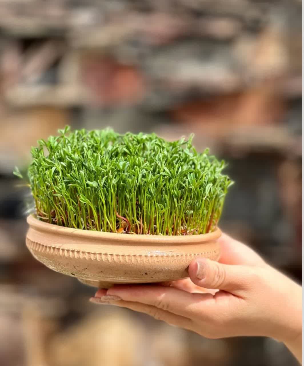 model sabzeh eid (11)