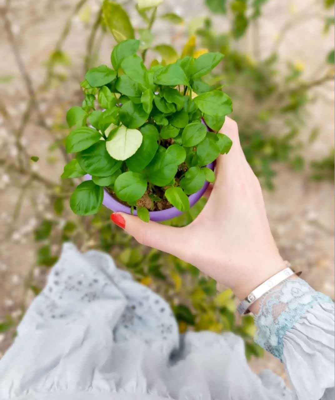 model sabzeh eid (10)