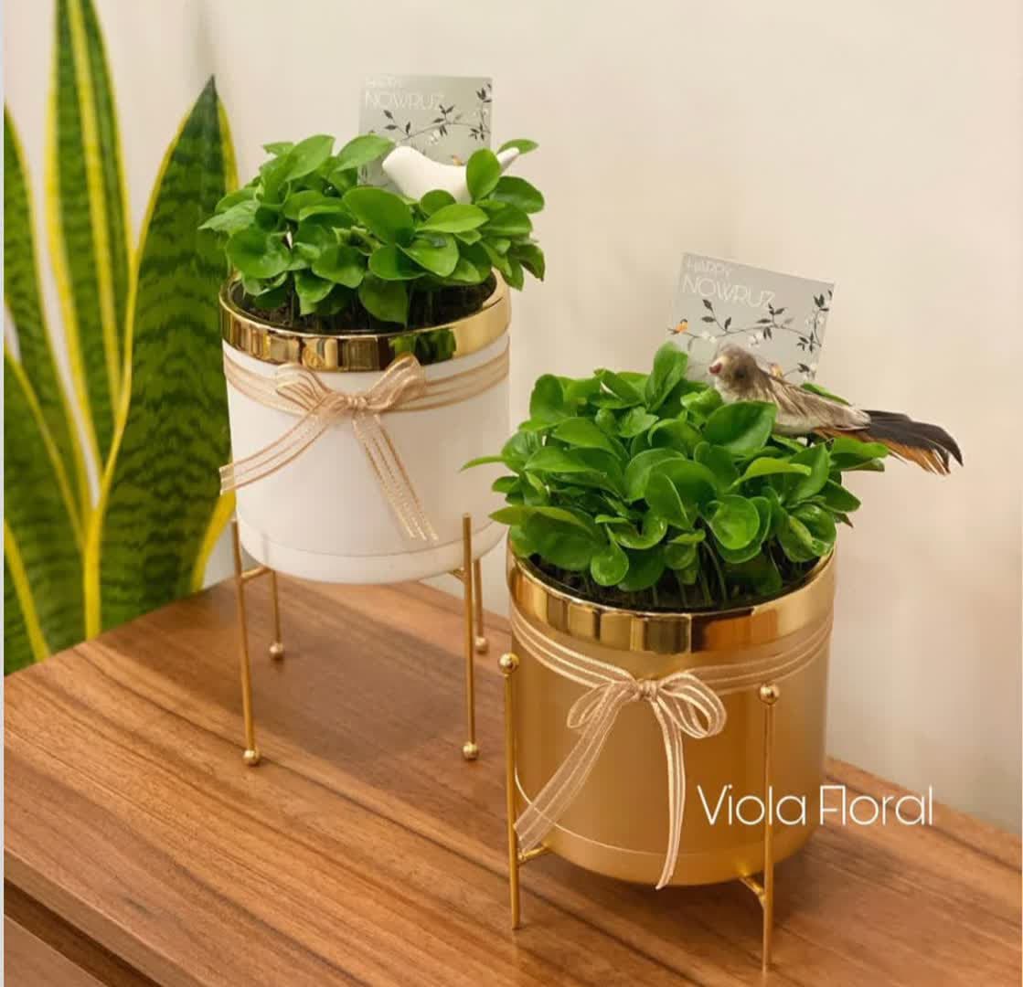 model sabzeh eid (14)