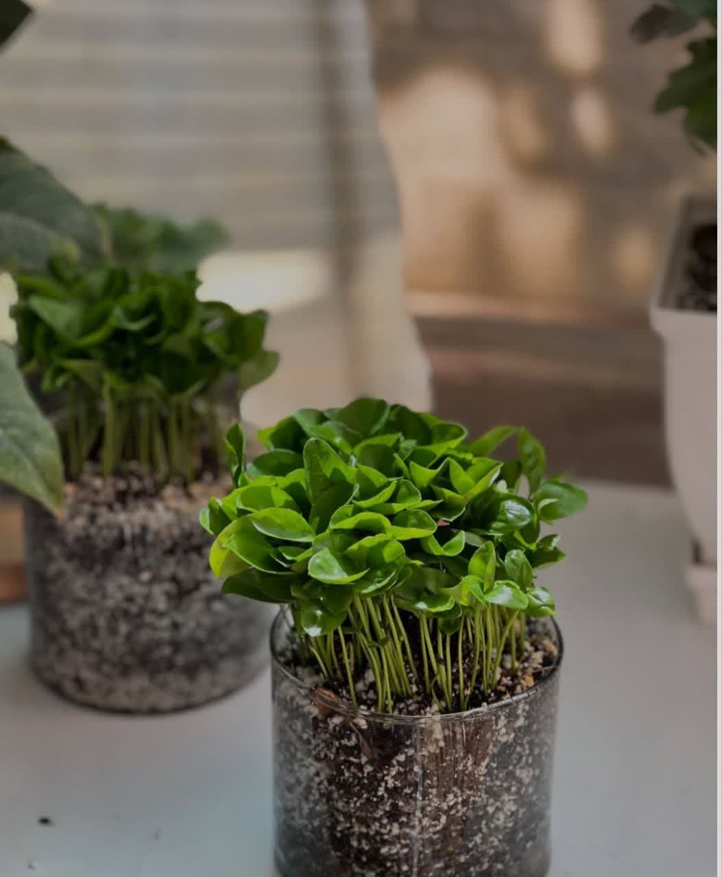 model sabzeh eid (25)