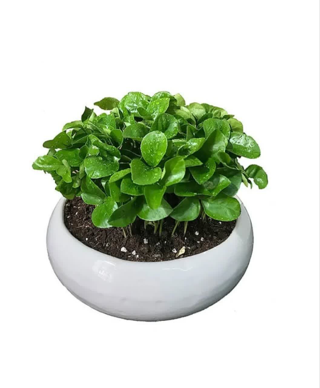 model sabzeh eid (28)