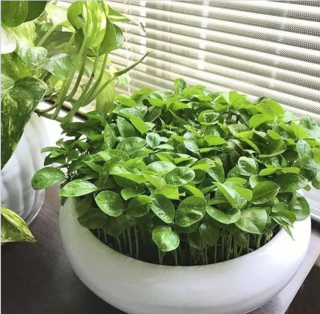 model sabzeh eid (32)