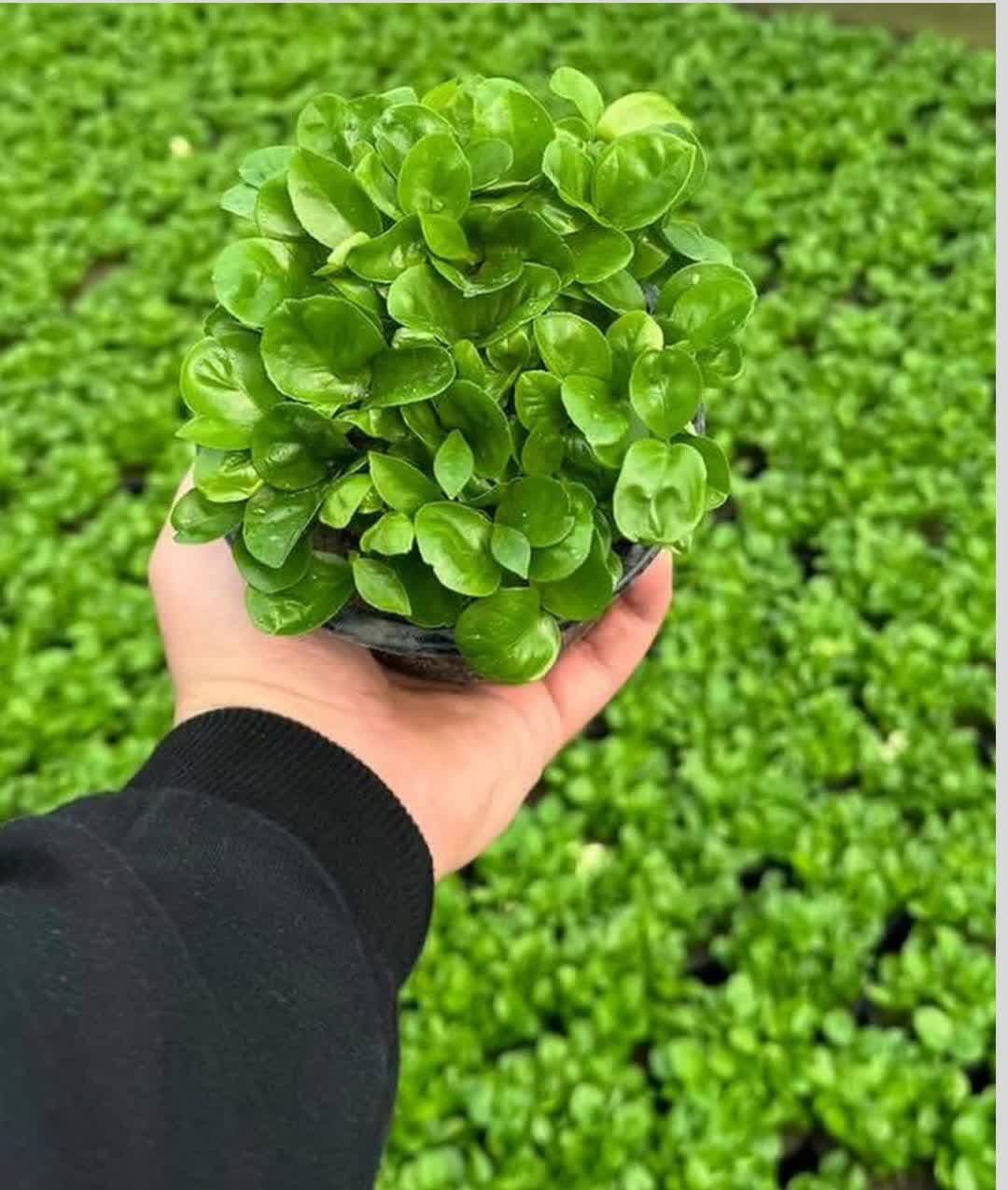 model sabzeh eid (34)