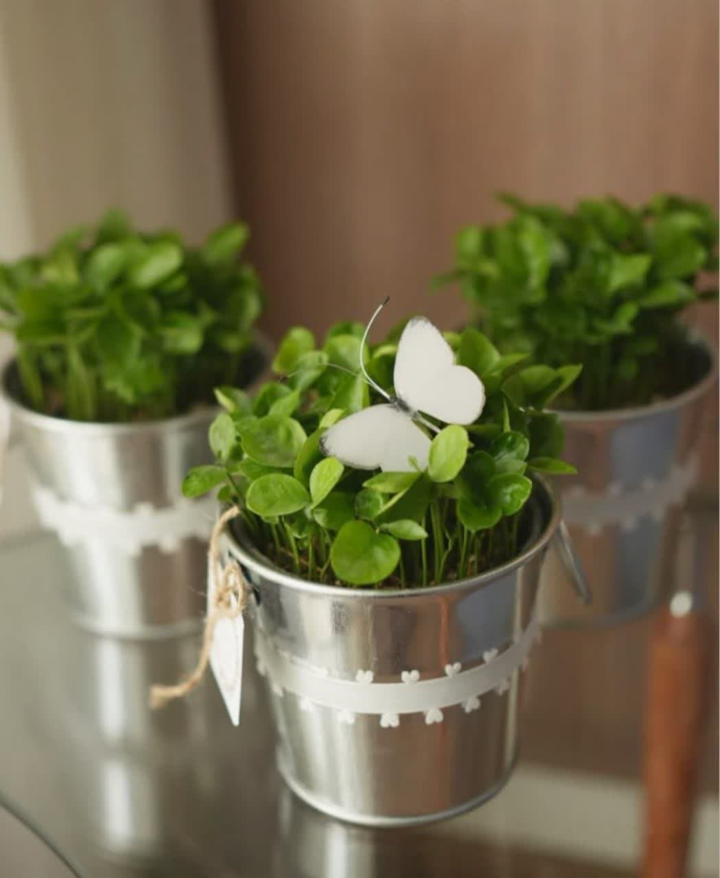 model sabzeh eid (39)