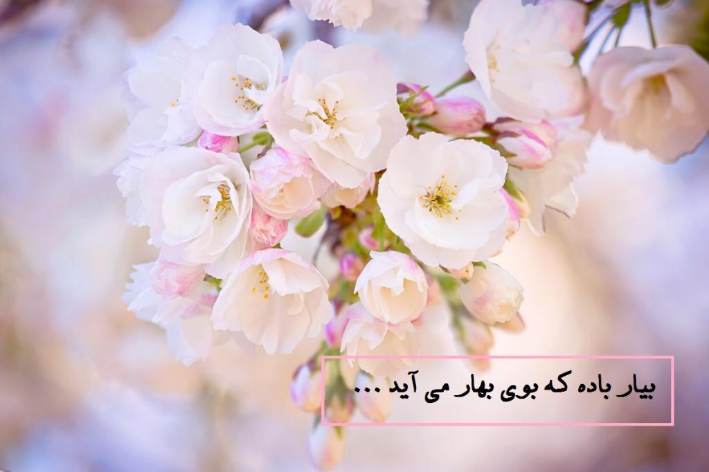 aks tabrik eid noroz (9)