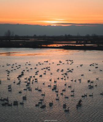 ترکیب غروب و قو در مازندران زیبا_اصفهانیا