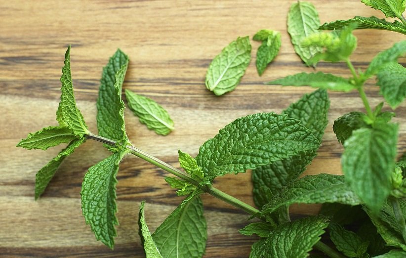 طبع نعناع خشک سرد است یا گرم؛ با اهمیت ترین خواص نعناع با زیان های آن 10 mint (3)