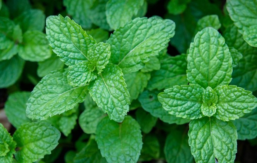 طبع نعناع خشک سرد است یا گرم؛ با اهمیت ترین خواص نعناع با زیان های آن 11 mint (2)