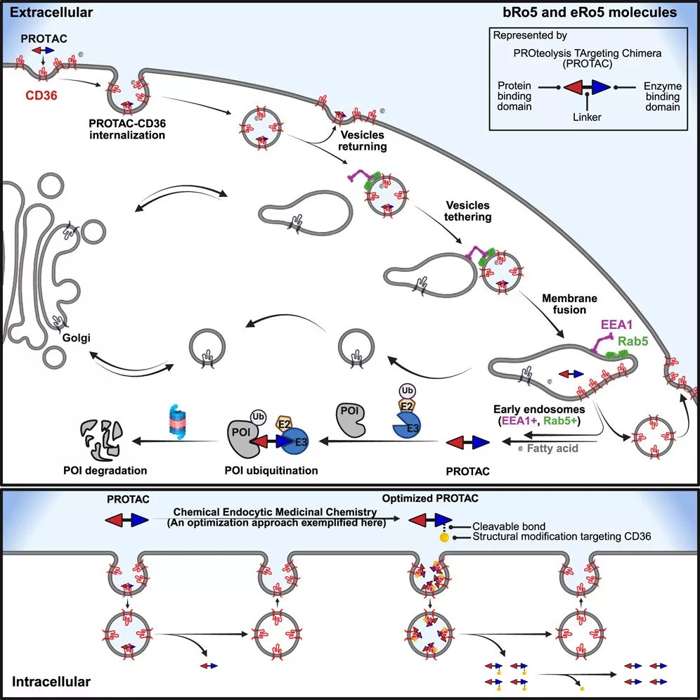 دانشمندان راهی تازه برای افزایش اثرگذاری داروهای سرطانی کشف کردند_اصفهانیا